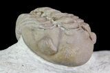 Bargain, Enrolled Lochovella (Reedops) Trilobite - Oklahoma #68618-4